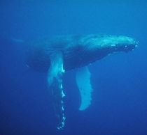 [1118+underwater+humpback-whaleCORBIS.jpg]