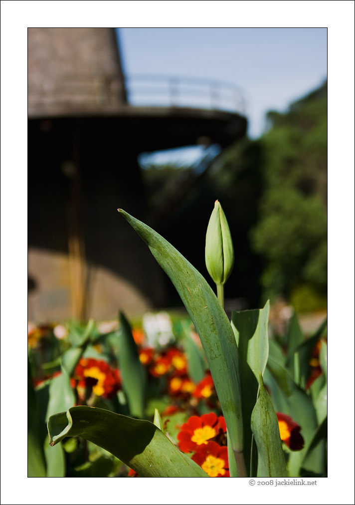 [Tulip+bud+at+windmill.jpg]
