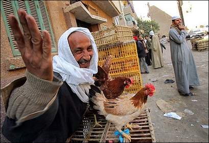 [egyptian+chicken+salesman.jpg]