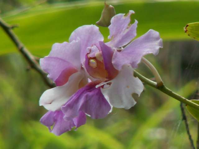 [OrchidÃ©e+du+jardin.jpg]
