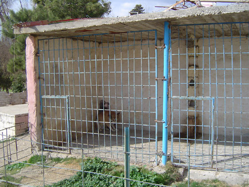 [Sad+Wolf+at+the+Erbil+Zoo.jpg]