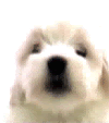 [th_thmyspace-icons-animals-dog111.gif]