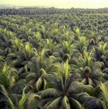 [coconut-plantation.jpg]