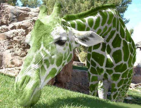 [giraffe_camouflage.jpg]