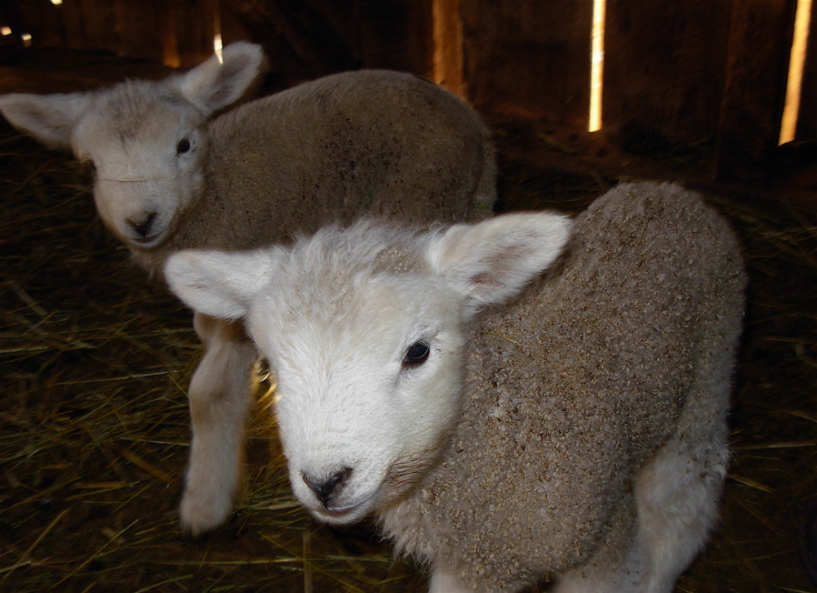 [lambs:twins2.JPG]