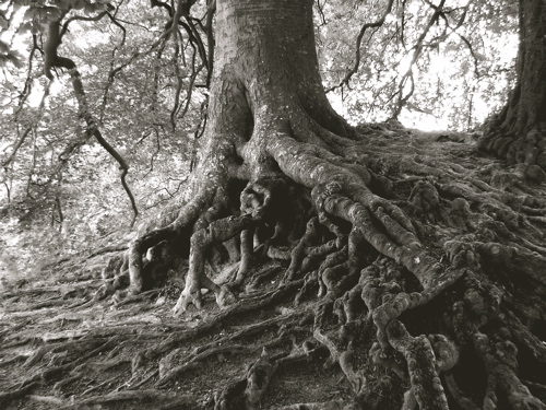 [tree+roots+b:w.JPG]
