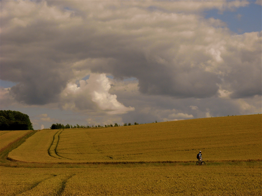 [houston+wheat+field.JPG]
