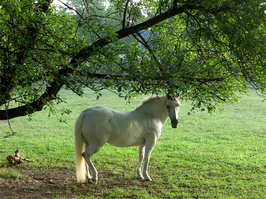 [horse+white+under+tree.JPG]
