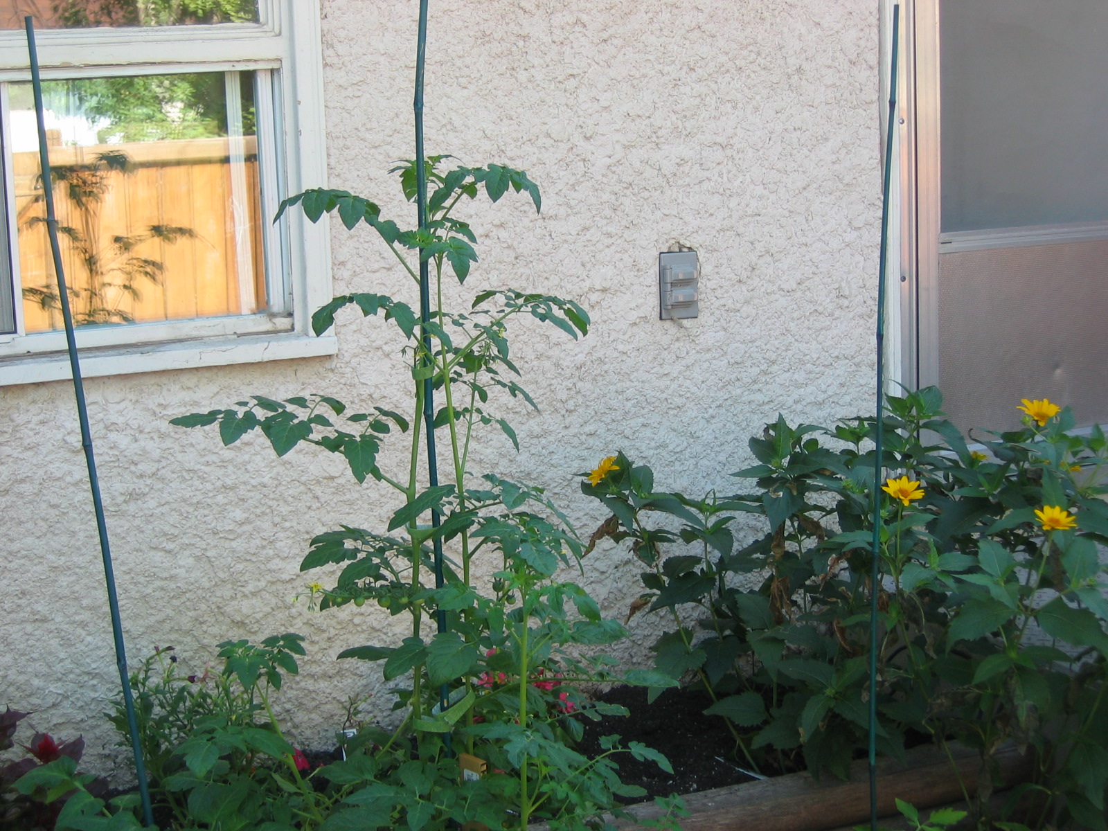 [See+how+tall+my+tomato+plant+is+July+22,+2008.JPG]
