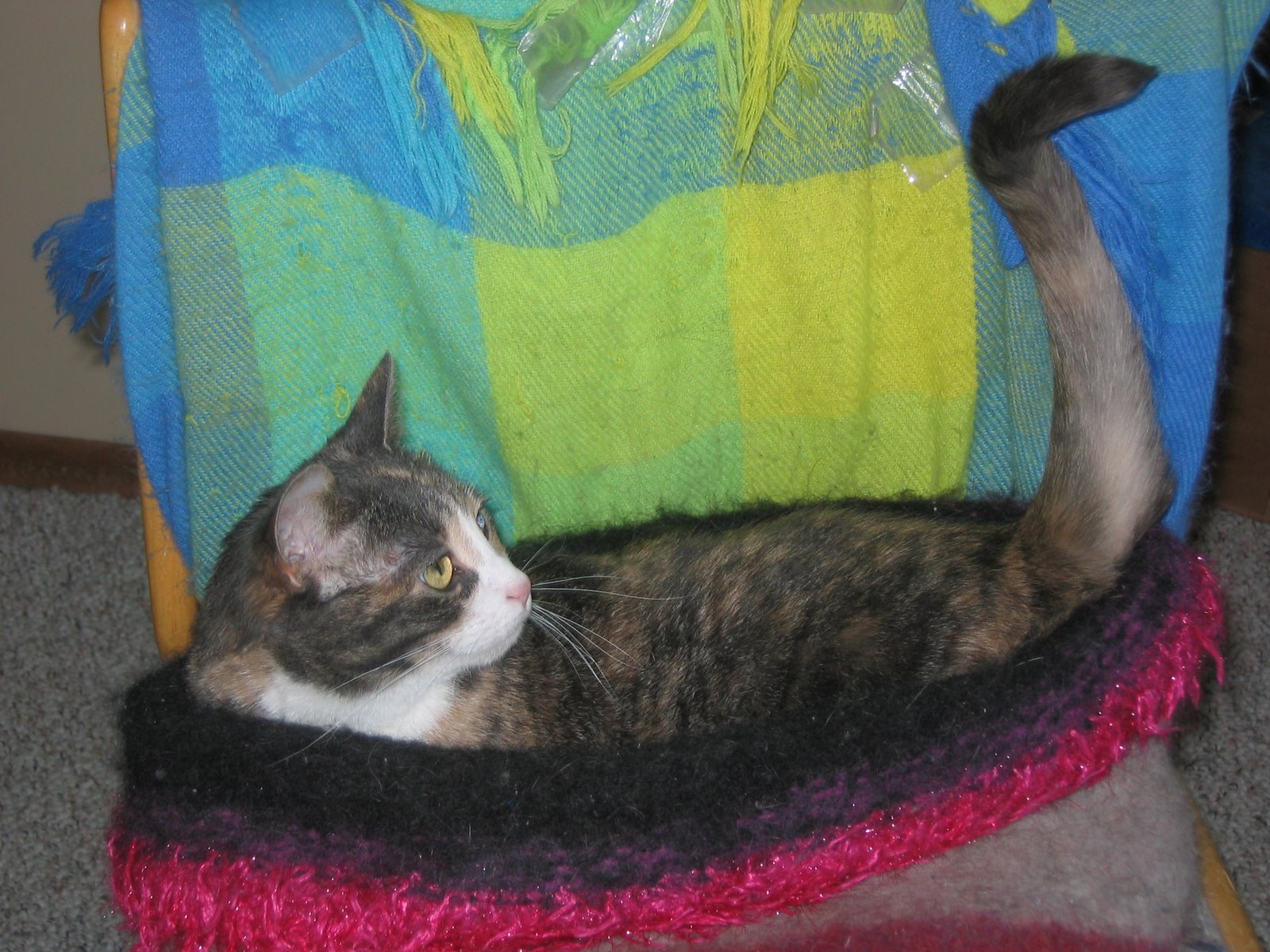 [Solara+in+her+felted+bed+on+her+chair+with+her+tail+in+the+air+July+22,+2008.JPG]