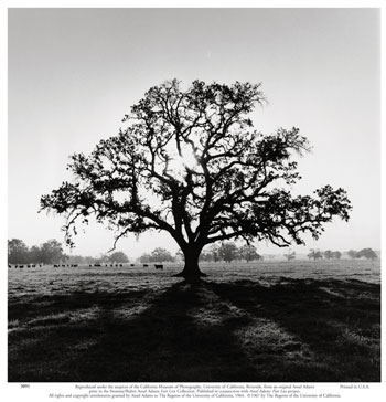 [3091~Oak-Tree-Sunrise-Posters.jpg]