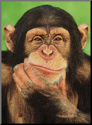 [ED0281_p~Chimpanzee-Posters.jpg]