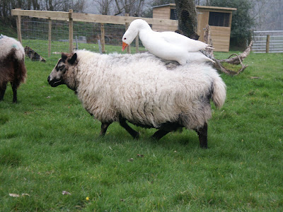 [Image: goose+on+sheep+11.JPG]