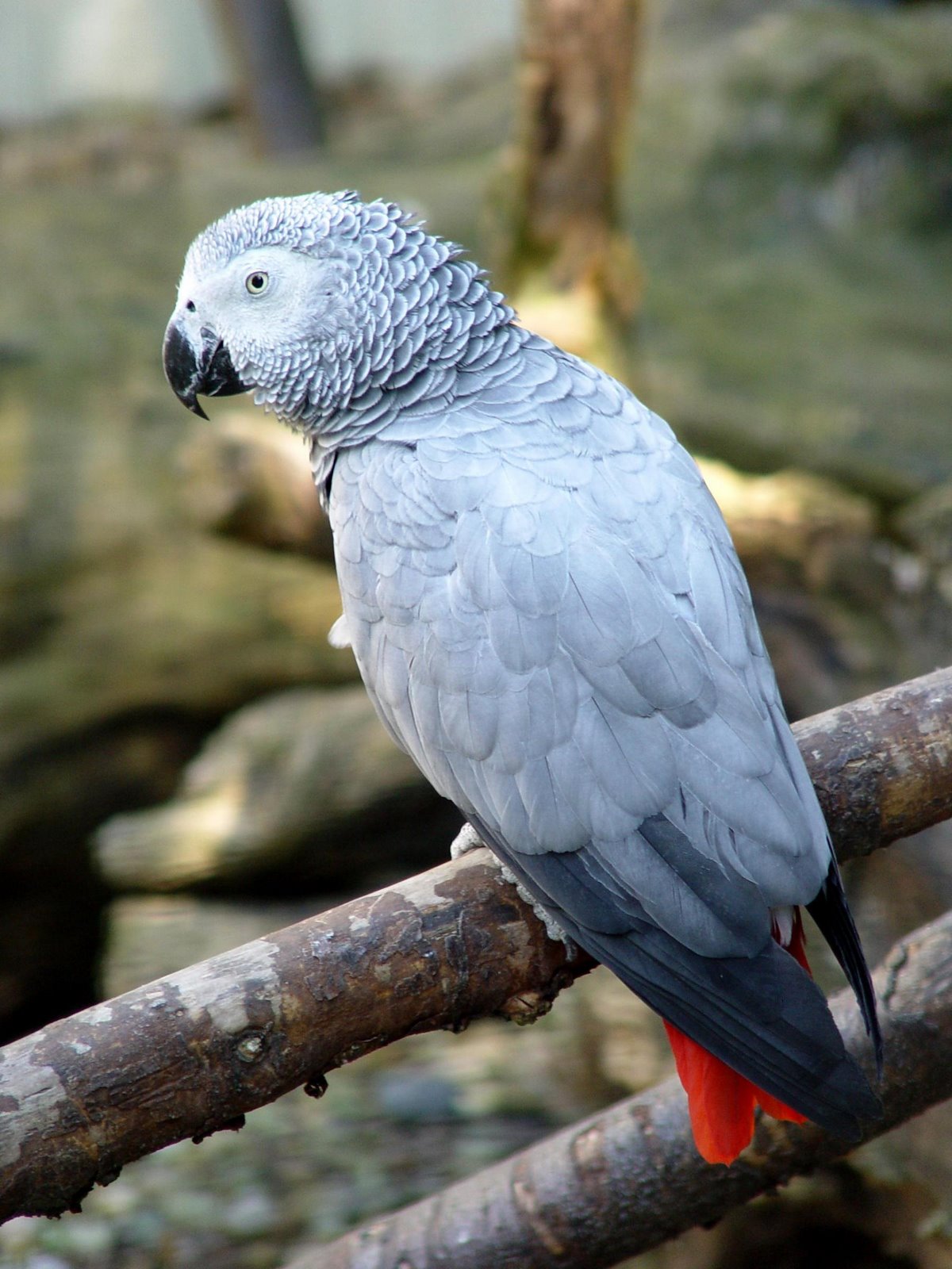 [African+grey+parrot2.jpg]
