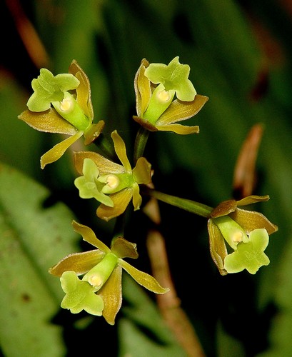 [orchid021.jpg]