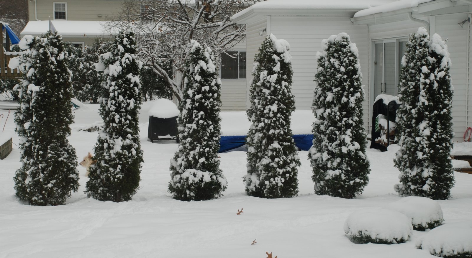 [Snow+covered+trees.JPG]