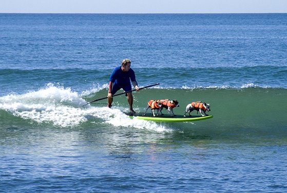 [surfingdogs.jpg]