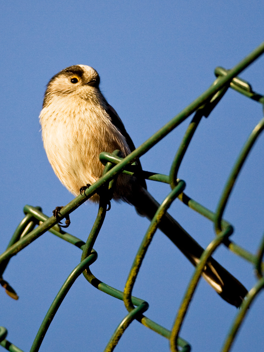 [Long-tailed-Tit-060108-3867-a.jpg]