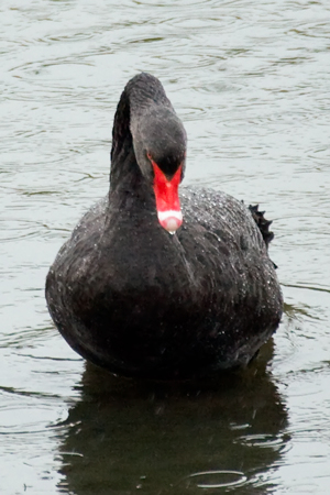 [Black-Swan-2505.jpg]