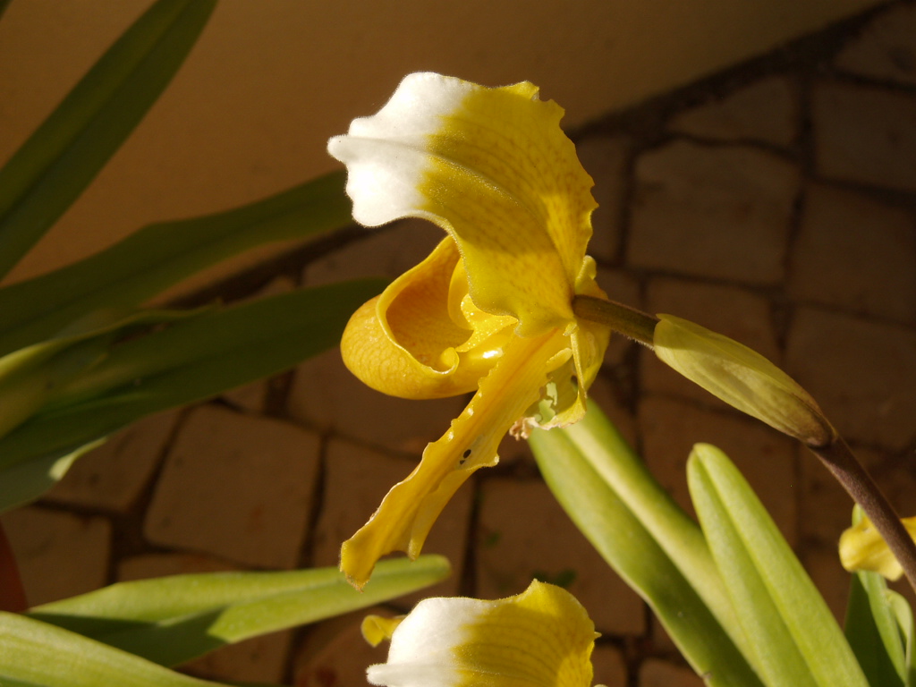 [BLG-Flores+-+Orquideas+2.JPG]