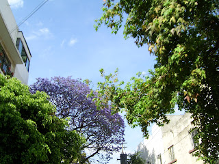 Blossom in Mexico City