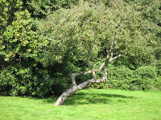 Apple Tree (not Newton's)
