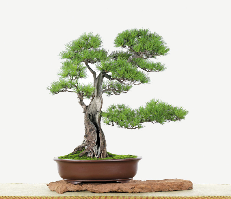 [bonsai+sidiao+13.jpg]