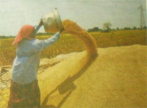 [puducherry-agriculture2.jpg]