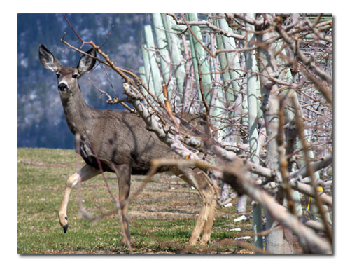 [deer-in-orchard.jpg]