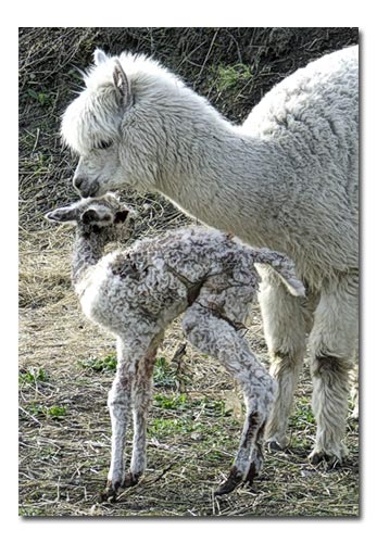 [alpaca-baby2.jpg]