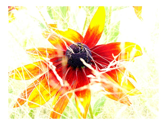 [brightflower.jpg]