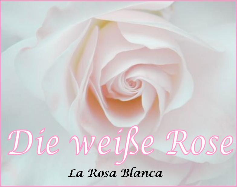 [Die+weiÃŸe+Rose.jpg]