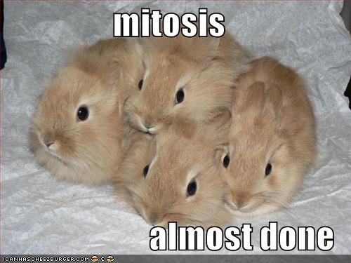 [funny-pictures-mitosis-rabbits.jpg]