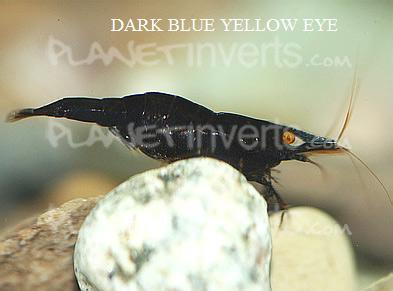 [dark_blue_yellow_eye.jpg]