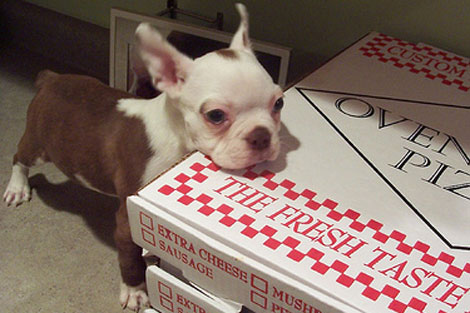 [pizza+dog.jpg]