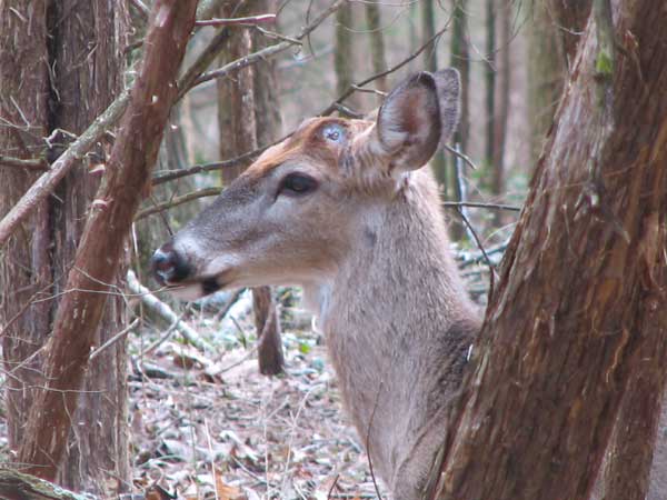 [Deer-No-Antlers.jpg]