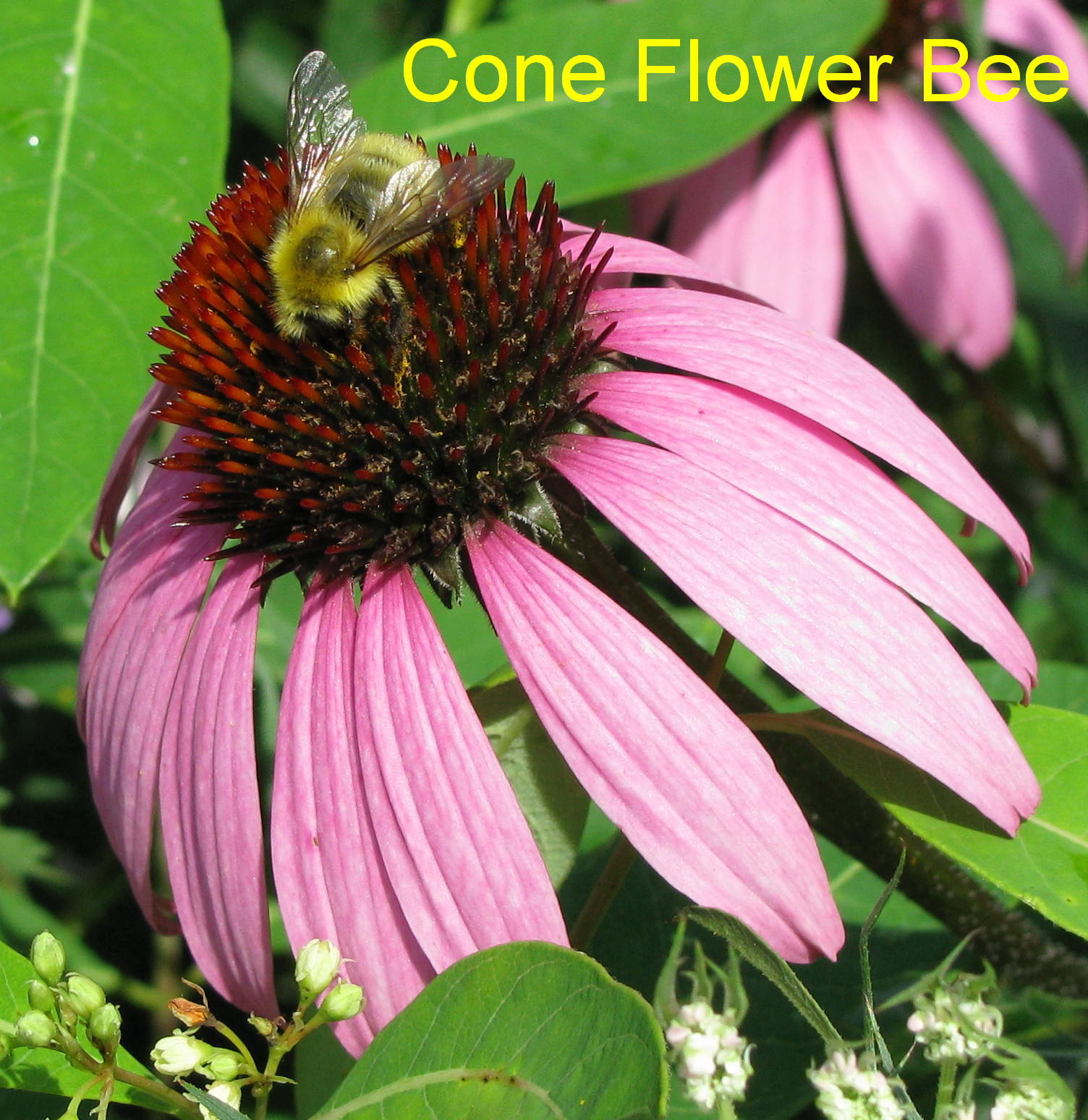 [Cone+Flower+Bee.jpg]