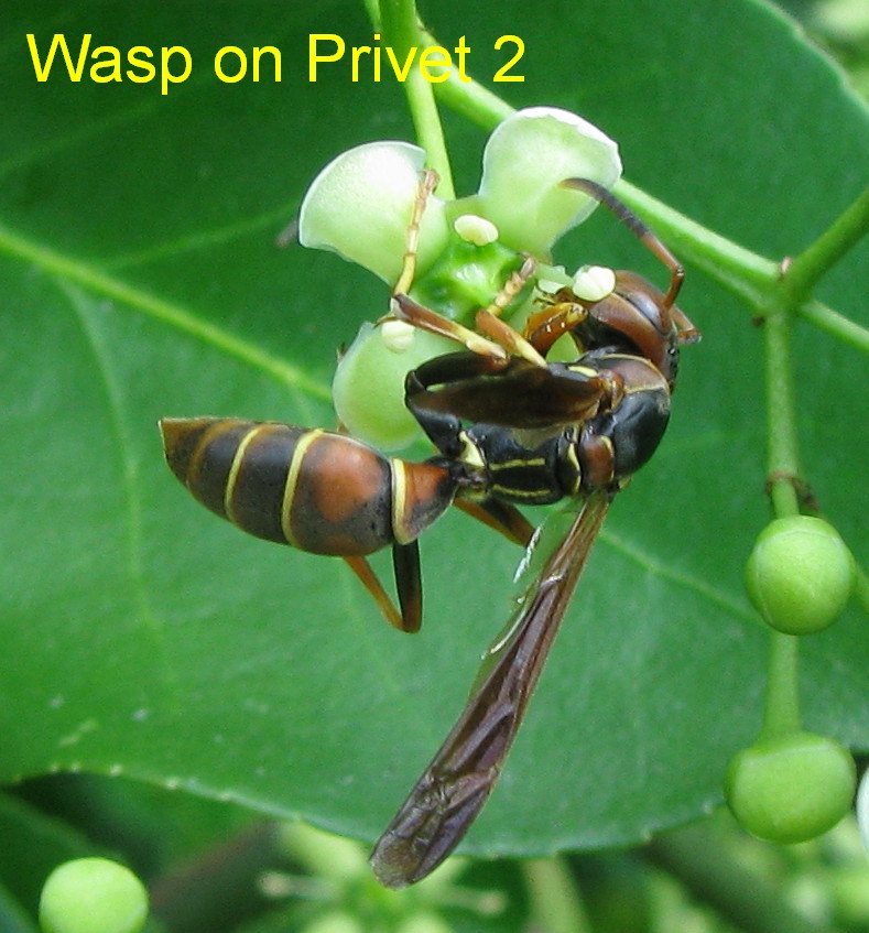 [Wasp+on+Privet+3.jpg]