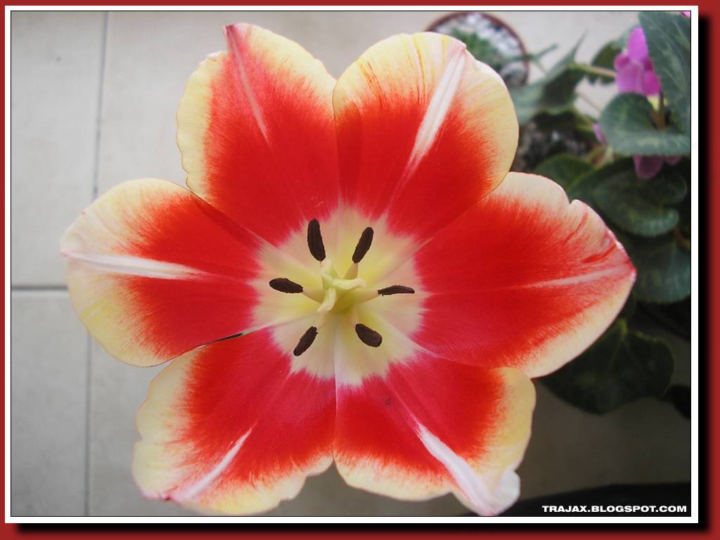 [tulipan1.jpg]