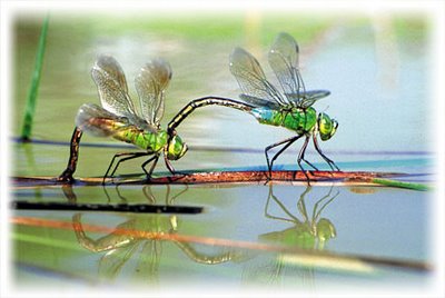 [dragonflies.jpg]