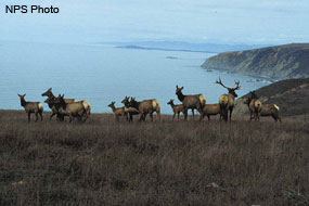 [Tule+Elk+Herd+at+Point+Reyes.jpg]