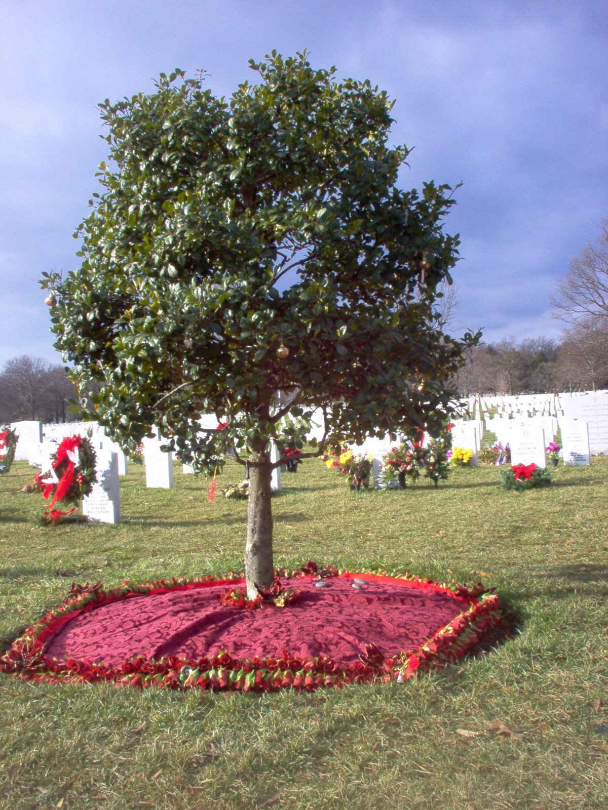 [a-tree-grows-in-section-60-december-2006-01.jpg]