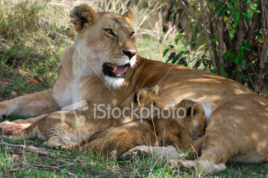[ist2_3945106_alert_mother_lion_and_two_cubs.jpg]