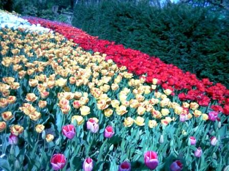 [Pretty+flowers+in+Embankment+gardens.jpg]
