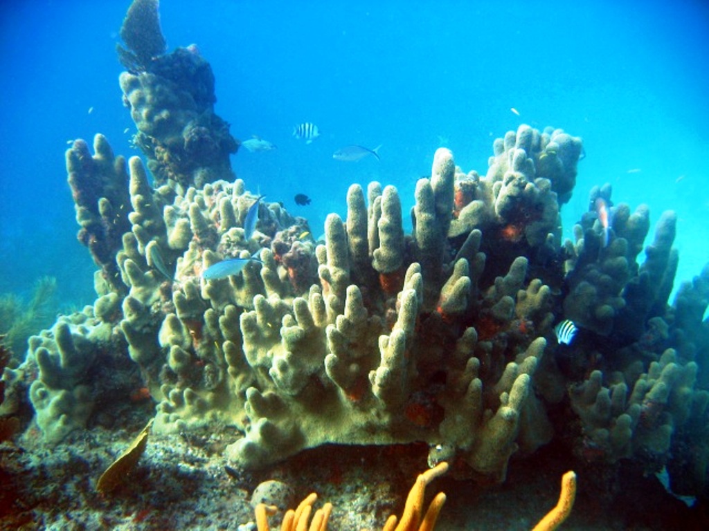 [corals_bahamas.jpg]