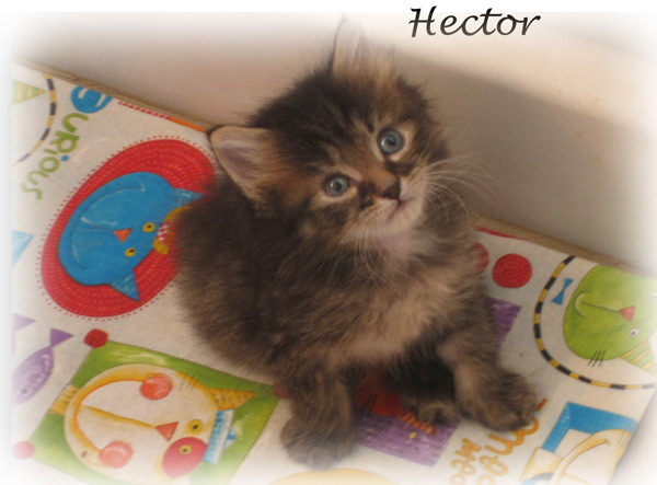 [hector-5-wks.jpg]