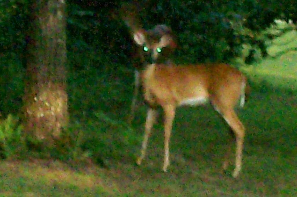 [glowing+eyes+deer.jpg]