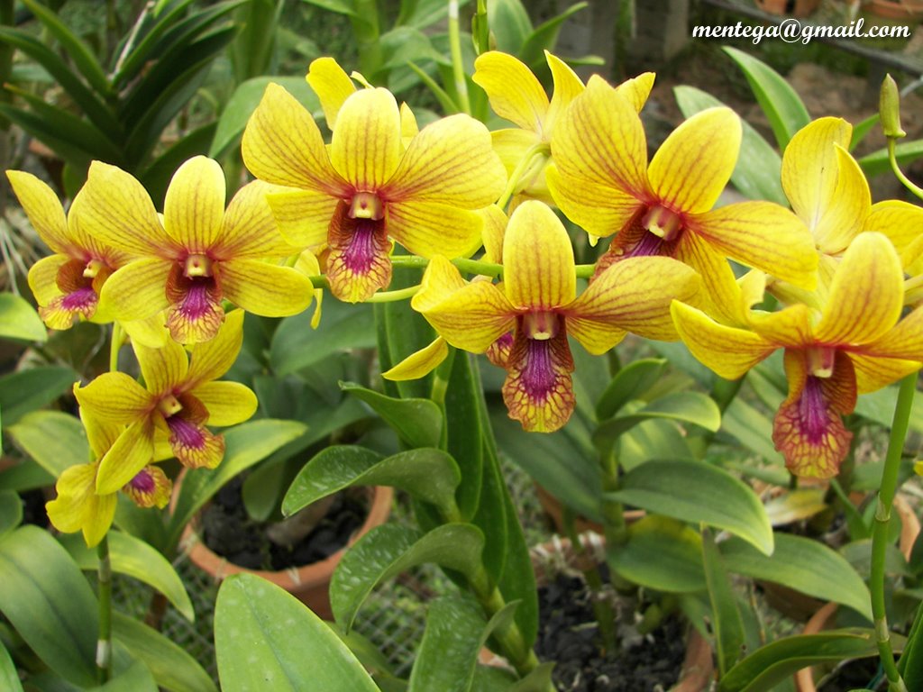 [blog-orchid-003.jpg]