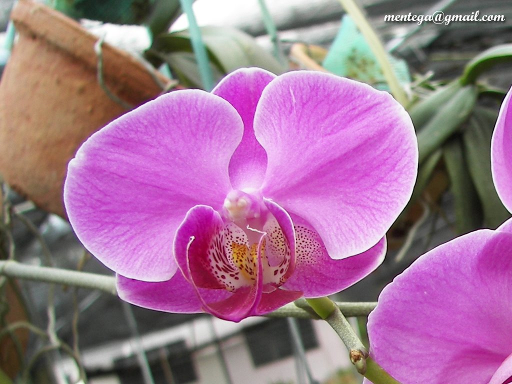 [blog-orchid-006.jpg]