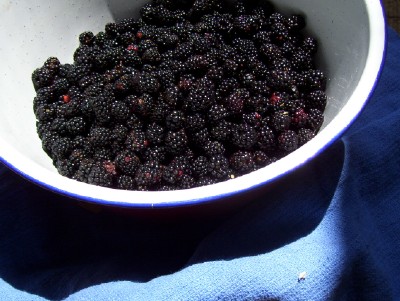 [blackberry+bowl+web.jpg]